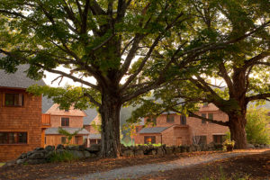 CoHousing - Existing Trees